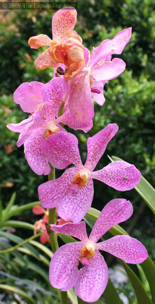 orchid gardening