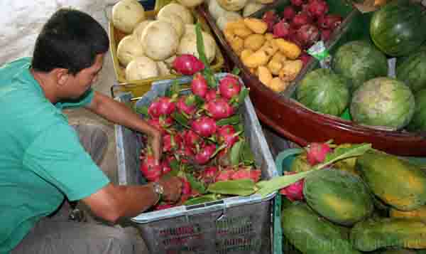 Dragon+fruit+plantation